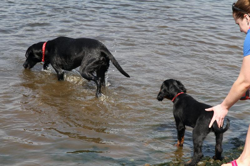 IntSch10 169.jpg - Judith offers Sprocket a helping hand (shove!) into the water
